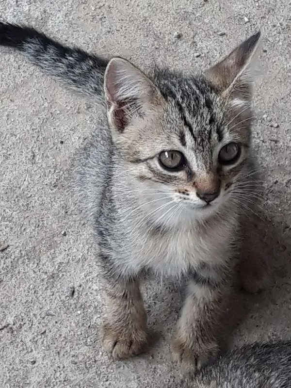 Gato ra a Siamês idade 2 a 6 meses nome shakira (mãe)