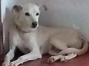 Cachorro raça Vira lata idade 6 ou mais anos nome Sete