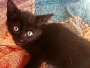 Gato raça Siames SDR idade Abaixo de 2 meses nome gatinhos