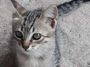 Gato raça Siamês idade 2 a 6 meses nome shakira (mãe)