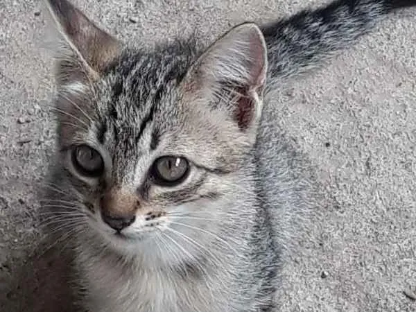 Gato ra a Siamês idade 2 a 6 meses nome shakira (mãe)