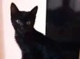 Jujuba