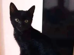 Gato raça Srd idade Abaixo de 2 meses nome Jujuba
