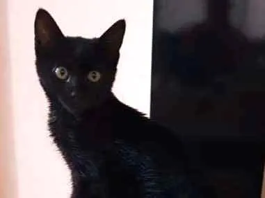 Gato ra a Srd idade Abaixo de 2 meses nome Jujuba