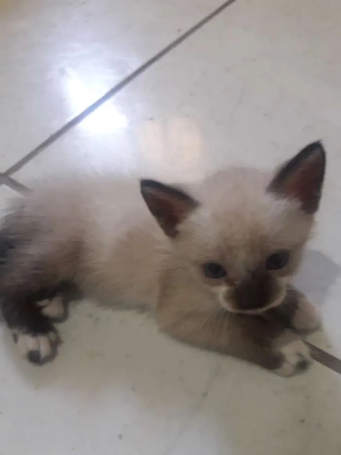 Gato ra a  idade Abaixo de 2 meses nome sem none