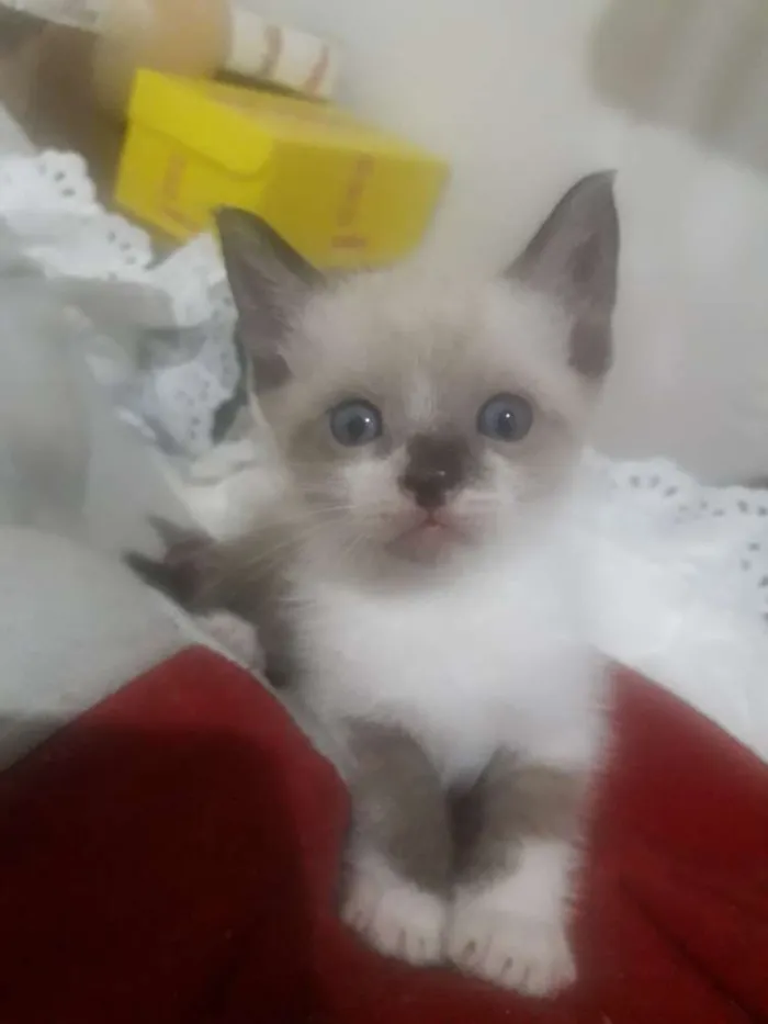 Gato ra a  idade Abaixo de 2 meses nome sem none