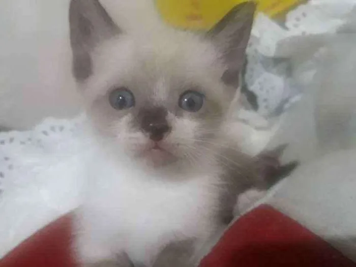 Gato ra a  idade Abaixo de 2 meses nome sem none