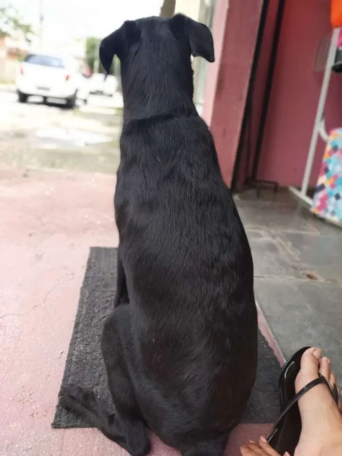 Cachorro ra a Labrador  idade 2 a 6 meses nome Brisa 