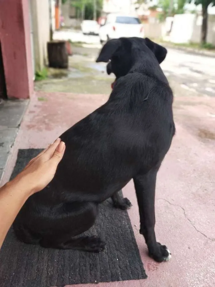 Cachorro ra a Labrador  idade 2 a 6 meses nome Brisa 