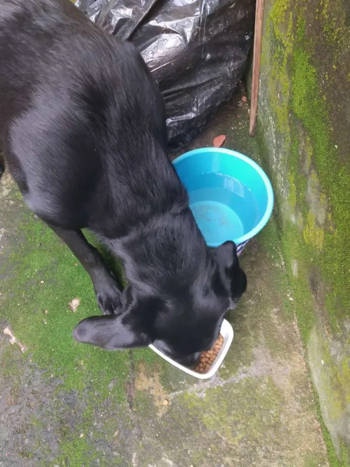 Cachorro ra a Labrador  idade 2 a 6 meses nome Brisa 