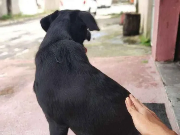 Cachorro ra a Labrador  idade 2 a 6 meses nome Brisa 