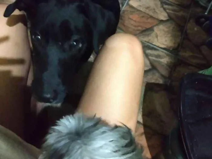 Cachorro ra a Labrador  idade 2 a 6 meses nome Brisa 