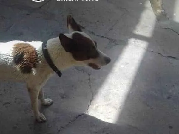 Cachorro ra a Indefinida idade 6 ou mais anos nome Lola