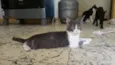 Cici