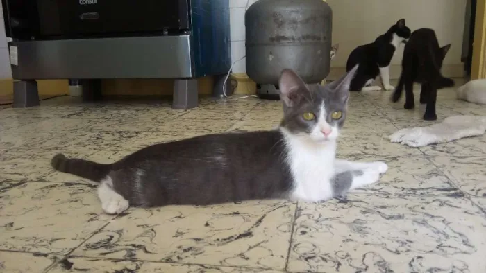 Gato ra a Srd idade 2 a 6 meses nome Cici