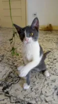 Cici