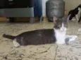 Cici