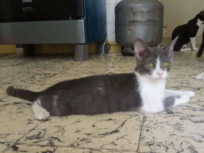 Gato ra a Srd idade 2 a 6 meses nome Cici