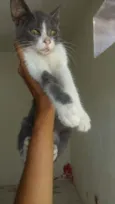 Cici