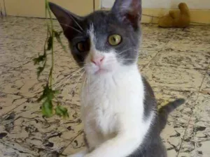 Gato raça Srd idade 2 a 6 meses nome Cici