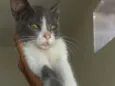Cici