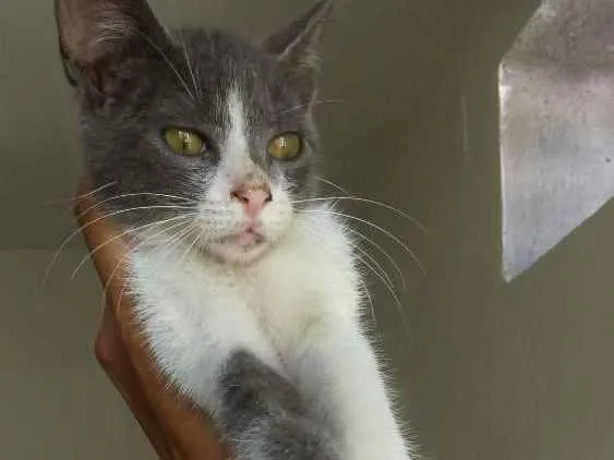 Gato ra a Srd idade 2 a 6 meses nome Cici