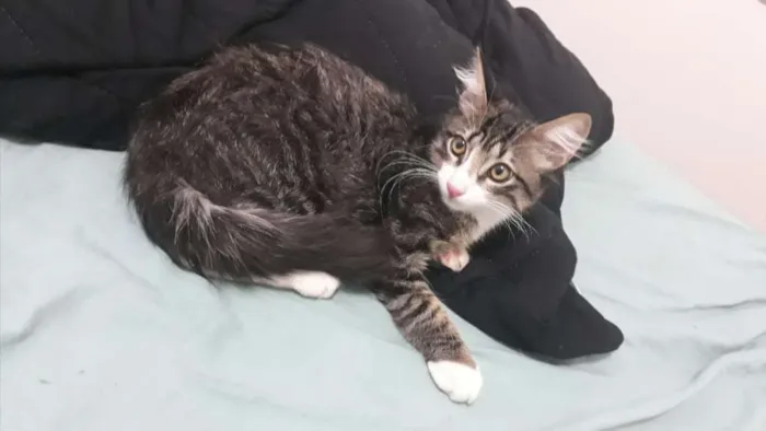 Gato ra a SRD idade 2 a 6 meses nome Joey