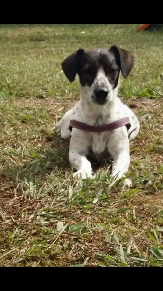 Cachorro ra a SRD idade 6 ou mais anos nome Margarida