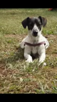 Margarida