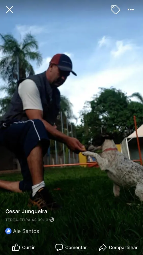 Cachorro ra a SRD idade 6 ou mais anos nome Margarida