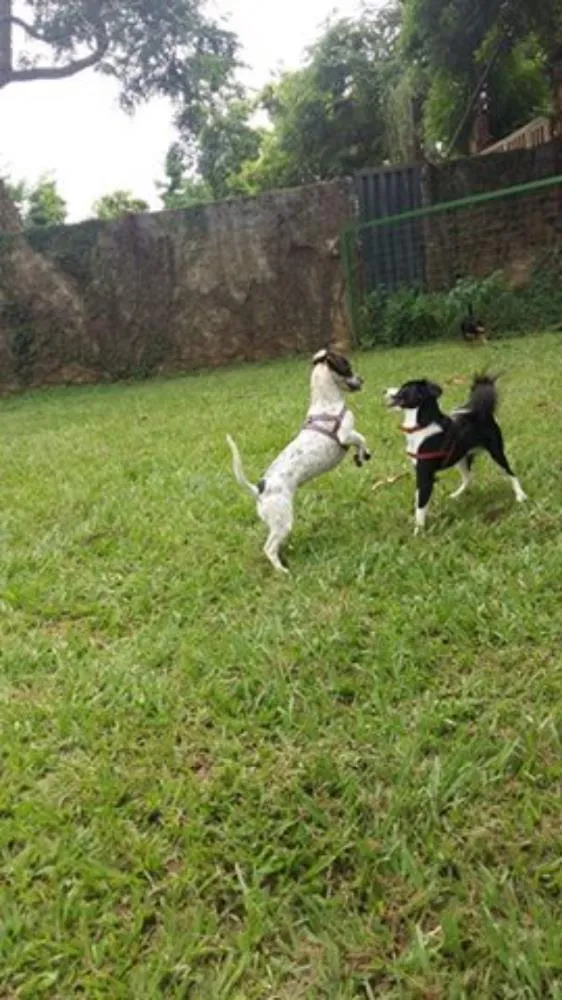Cachorro ra a SRD idade 6 ou mais anos nome Margarida