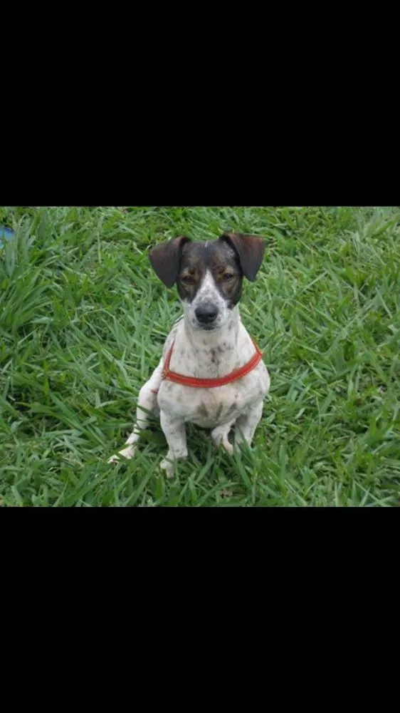 Cachorro ra a SRD idade 6 ou mais anos nome Margarida