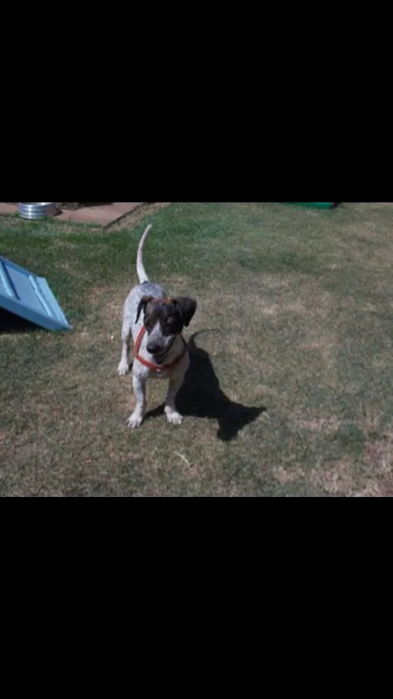 Cachorro ra a SRD idade 6 ou mais anos nome Margarida