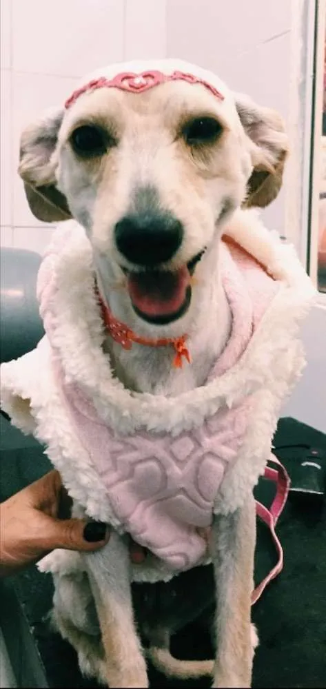 Cachorro ra a SRD idade 3 anos nome Susy