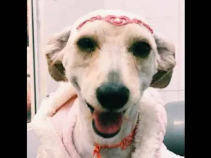 Cachorro raça SRD idade 3 anos nome Susy