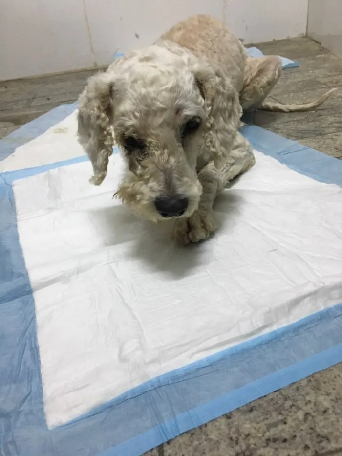 Cachorro ra a Poodle idade 5 anos nome “Estopinha Branquinh