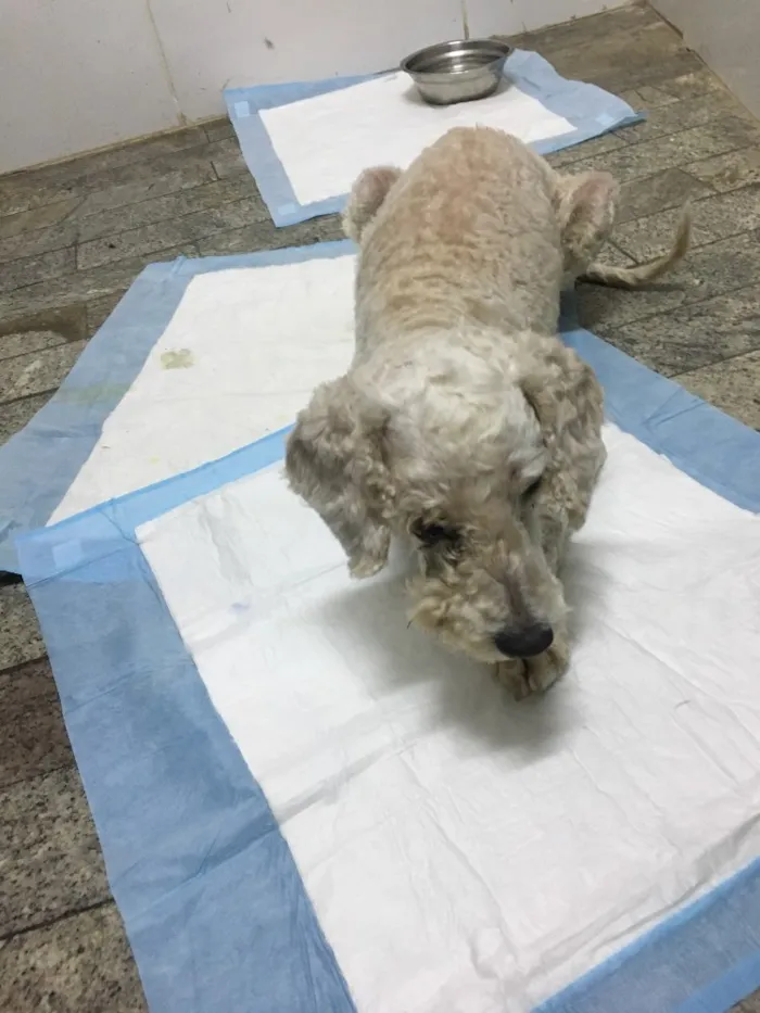 Cachorro ra a Poodle idade 5 anos nome “Estopinha Branquinh