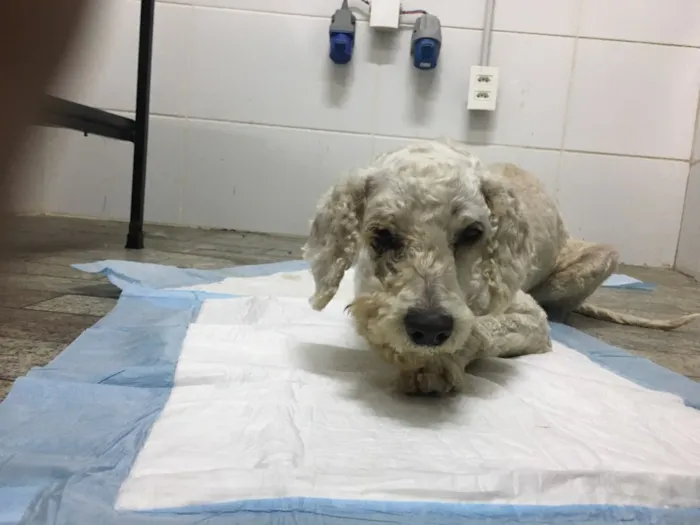 Cachorro ra a Poodle idade 5 anos nome “Estopinha Branquinh