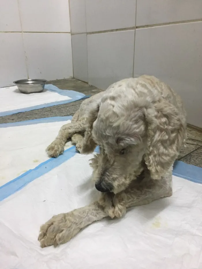 Cachorro ra a Poodle idade 5 anos nome “Estopinha Branquinh
