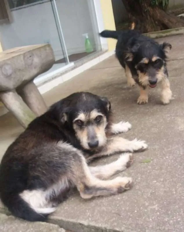 Cachorro ra a srd idade 4 anos nome Fred e Barney