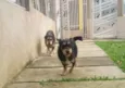 Fred e Barney