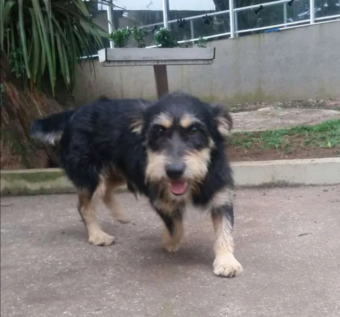 Cachorro ra a srd idade 4 anos nome Fred e Barney