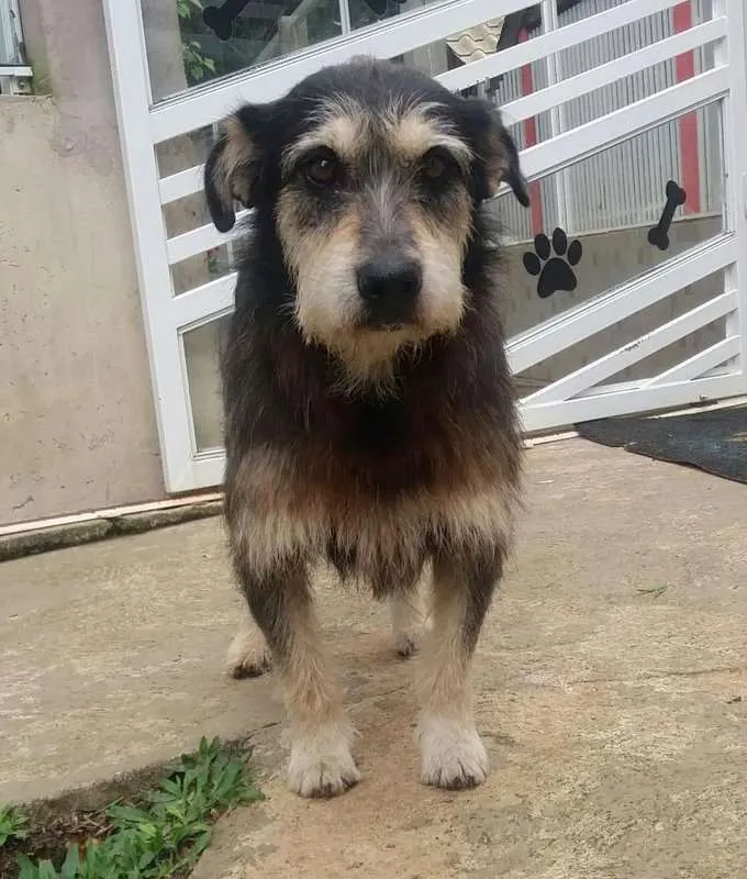 Cachorro ra a srd idade 4 anos nome Fred e Barney