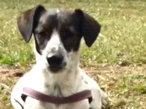 Cachorro raça SRD idade 6 ou mais anos nome Margarida