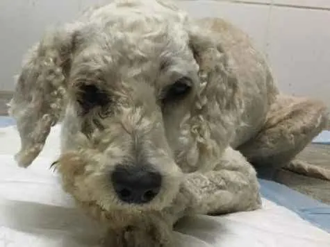 Cachorro ra a Poodle idade 5 anos nome “Estopinha Branquinh