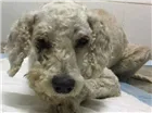 Cachorro raça Poodle idade 5 anos nome “Estopinha Branquinh