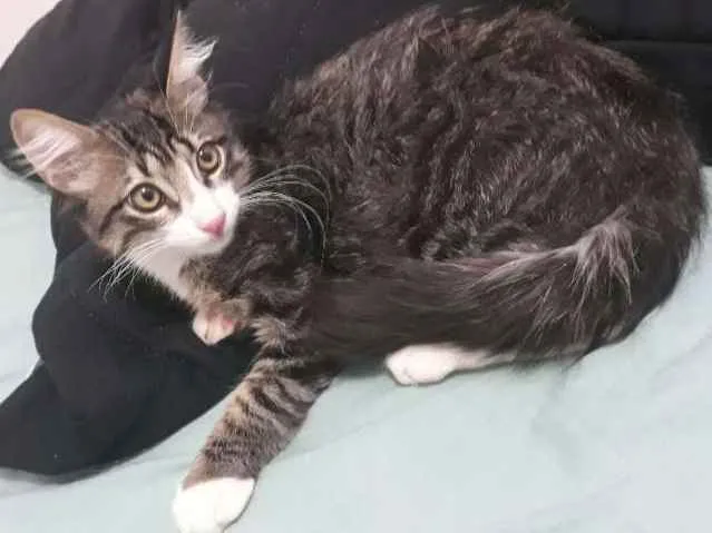 Gato ra a SRD idade 2 a 6 meses nome Joey