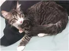 Gato raça SRD idade 2 a 6 meses nome Joey