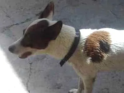 Cachorro raça Indefinida idade 6 ou mais anos nome Lola