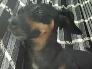 Cachorro raça Salsichas  idade 2 anos nome Nego,neguinha ,ruck